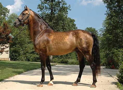 Morgan Horse Breed Information, History, Videos, Pictures