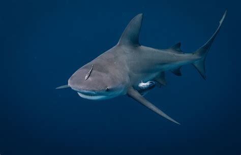 Bull sharks: fact from fiction - Australian Geographic