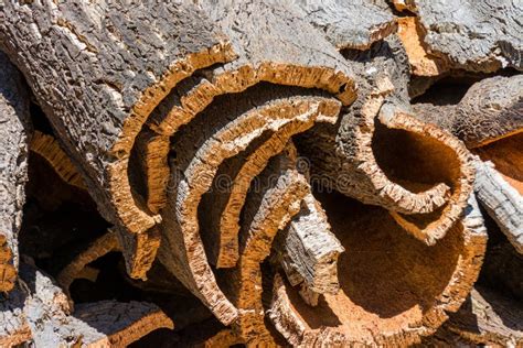 Cork Oak Bark Ready for Processing in Portugal Stock Image - Image of tree, wine: 181588905