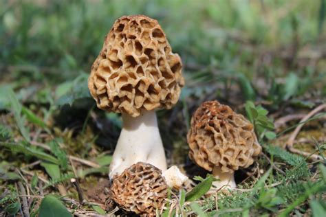 Mushrooms Found in Colorado––Deadly, Psychedelic, and Everything in Between