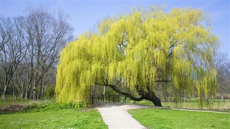 Willow Tree Wallpapers - Top Free Willow Tree Backgrounds - WallpaperAccess