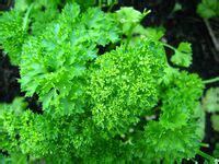 parsley in Telugu - English-Telugu Dictionary | Glosbe