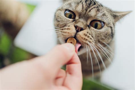 Homemade Cat Treats