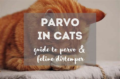 Parvo in Cats | Guide to Feline Distemper in Cats - The Fluffy Kitty