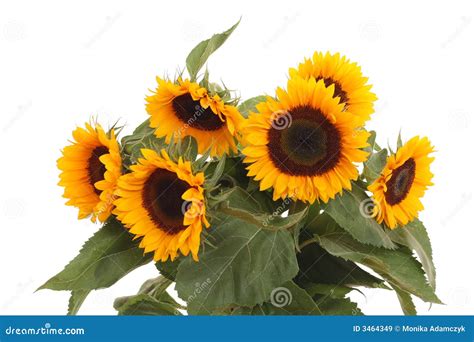 Bunch Of Sunflowers Royalty Free Stock Images - Image: 3464349