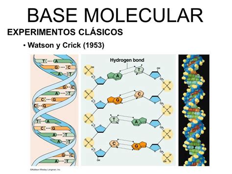 El modelo de Watson y Crick y el funcionamiento general del ADN