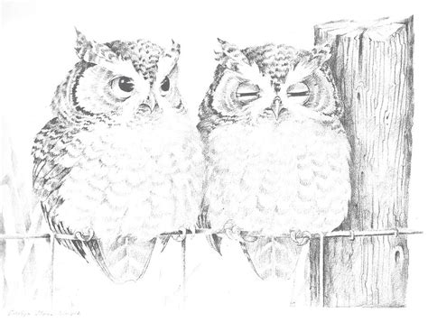 Two Owls Drawing by Carolyn Shores Wright - Fine Art America