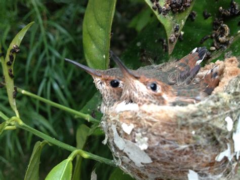 Hummingbird Nest Cam