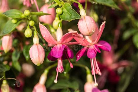 Pink Fuchsia Flowers stock photo. Image of plants, petal - 32808026