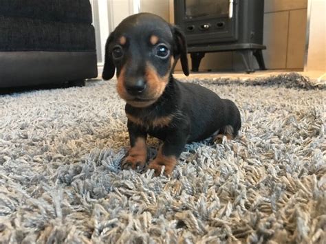 Miniture smooth haired dachshund puppies sausage dogs | in Castleford, West Yorkshire | Gumtree