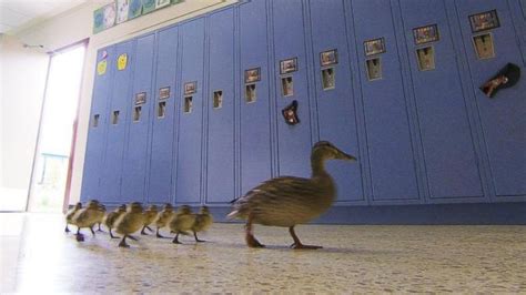 Mother Duck Leads Baby Ducklings on Waddle Through Michigan School ...