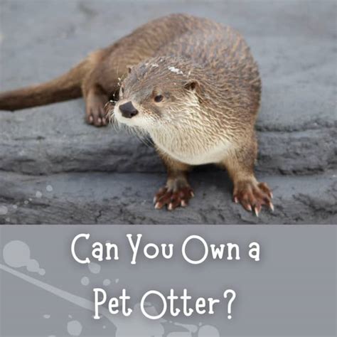 A Guide to Legally Owning and Caring for a Pet Otter - PetHelpful