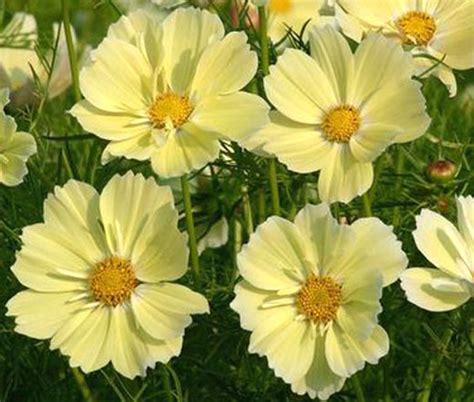 Cosmos Sonata Yellow Cosmos Bipinnatus Seeds