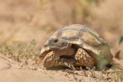 Chaco Tortoise - Chelonoidis chilensis | El Impenetrable Nat… | Flickr