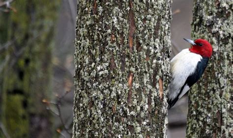 Birds of Greatest Conservation Need | Schlitz Audubon