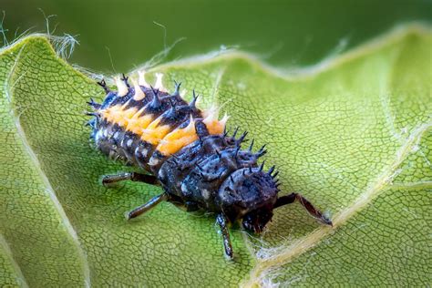 Asian lady beetle larvae - a photo on Flickriver