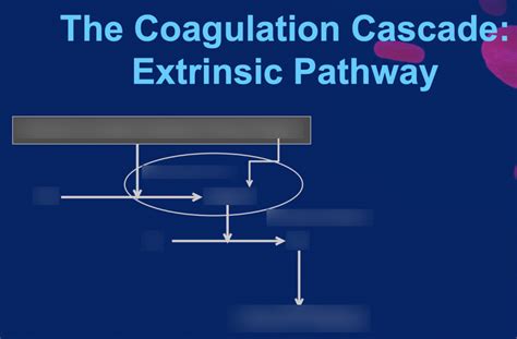 Hemostasis Exam #2: The Coagulation Cascade - Extrinsic Pathway Diagram ...