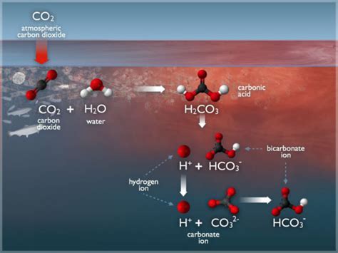 APXPS Finds Carbonate Reversal at Liquid Interfaces