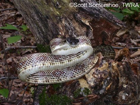 Gray Ratsnake | State of Tennessee, Wildlife Resources Agency