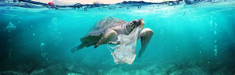 Sea Animals Eating Plastic Bags - Food Affair