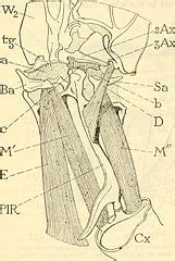 Category:Caelifera anatomy - Wikimedia Commons