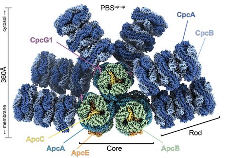 Phycobilisome – The Nogales Lab