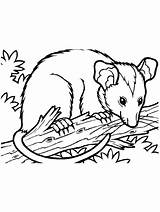 Opossum coloring Pages sketch template