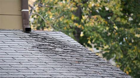 What To Do If Your Roof Is Leaking? – Forbes Home