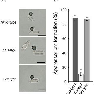 Appressorium formation assay. (A) Photographs of appressorium ...