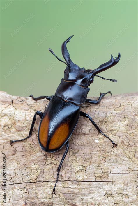 Fighting Giant Stag Beetle - Hexarthrius parryi Stock Photo | Adobe Stock