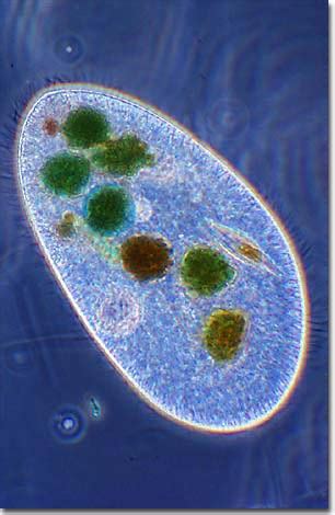 Molecular Expressions Microscopy Primer: Specialized Microscopy Techniques - Phase Contrast ...