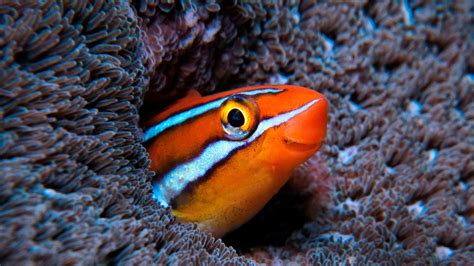 Bluestriped fangblenny in the Indian Ocean (© Tobias Friedrich ...