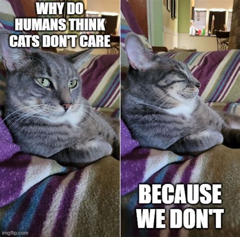 Cat why do humans think cats don't care - Imgflip