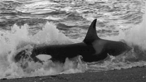 orca eating seals - YouTube