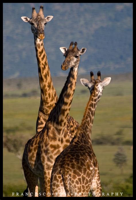 Kenya Wildlife 146 by francescotosi on DeviantArt