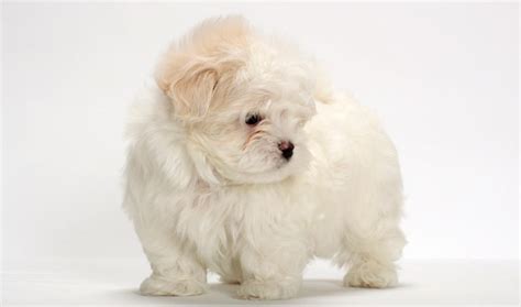 Maltese Breed Information