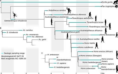 Phylogenetic Tree Of Hominids