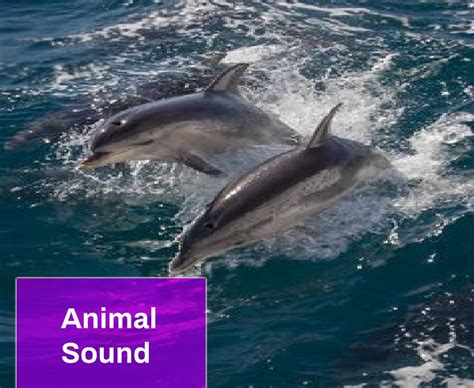 Dolphin Sound Free MP3 Download | Mingo Sounds