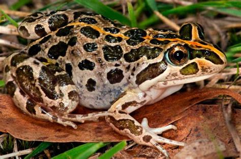 Spotted grass frog - Alchetron, The Free Social Encyclopedia