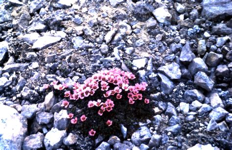 Flowers in Tundra | This photo of arctic flowers was taken n… | Flickr