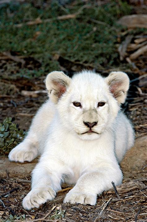 White Lion Cub Photograph by Tony Camacho/science Photo Library