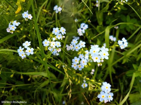 Tips and Tricks for Flower Photography - Take Better Shots