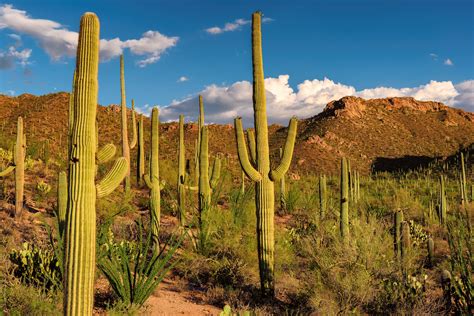 What You Need to Know About Caring for Cacti - Complete Landscaping