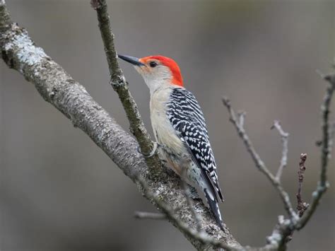 Female Red-bellied Woodpeckers (Male vs Female Identification) - Unianimal