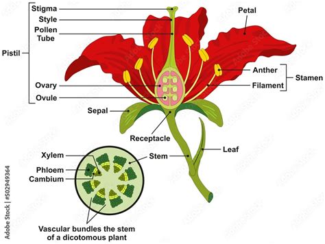 Common flower parts infographic diagram structure including stem leaf sepal receptacle stamen ...