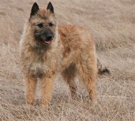 Belgian Shepherd Dog (Laekenois) | The Life of Animals