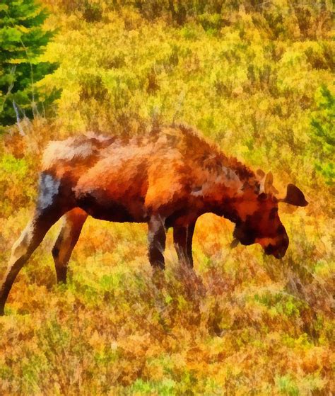 Bull Moose Painting Painting by Dan Sproul