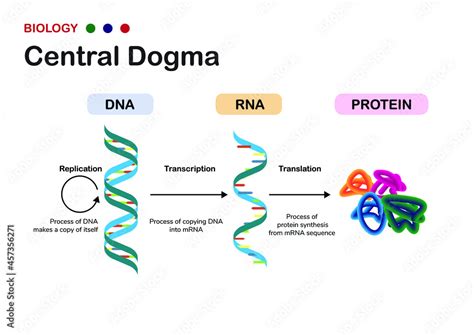 Biology diagram show concept of Central Dogma for RNA transcription and protein translation in ...