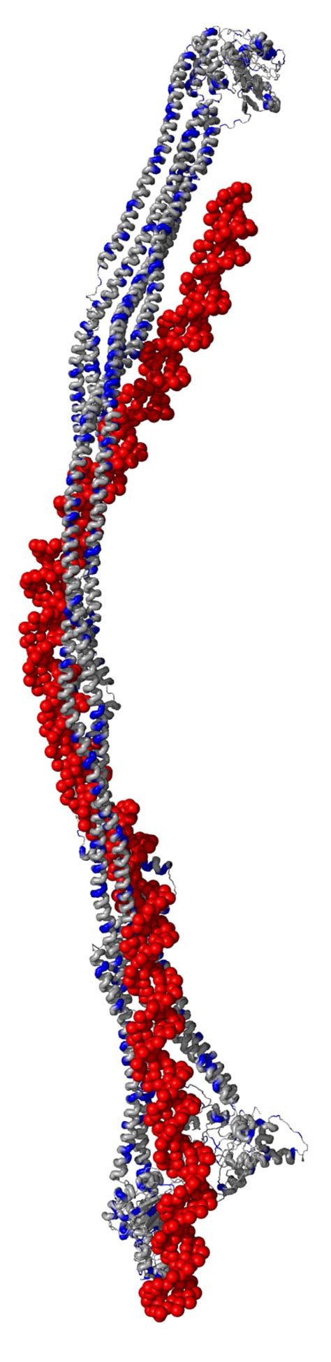 Snake-like proteins can wrangle DNA