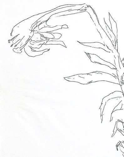flowers drawings ink on paper flower רישום בקו שושן צחור d… | Flickr